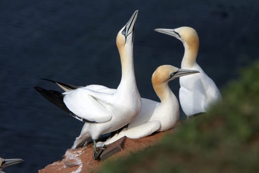 Gannets on the Vogelfelsen on Heligoland