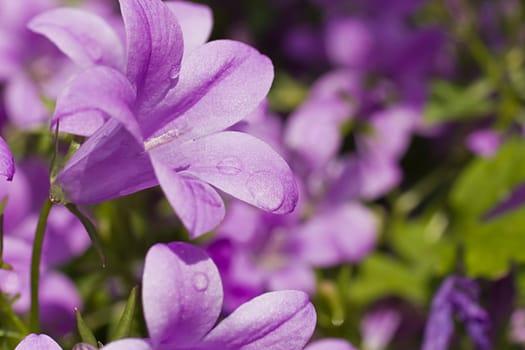 Mogentau on Flower Meadow - Purple 02