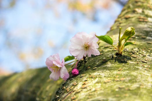 Flower branch on the tree