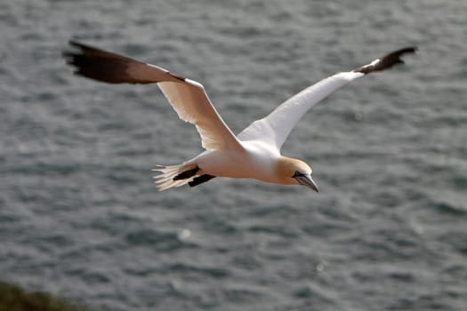 Gannets on the Vogelfelsen on Heligoland