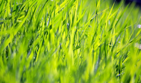 Fresh green grass backlit