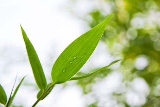 Green Leaves with Water Drops