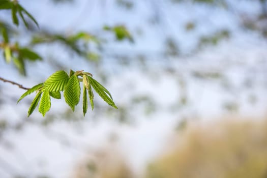Young Leaves Tree Detail