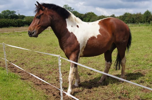 Dartmoor Pony