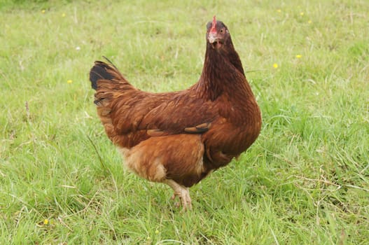 Free Range chicken