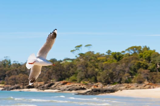 seagull spreads its wings on the beach in the sun