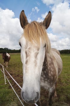 Irish Draught Horse