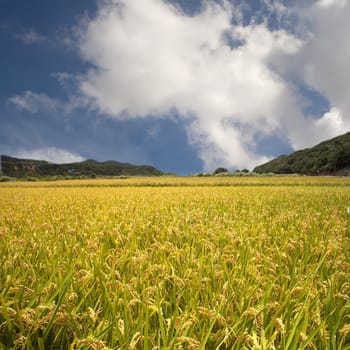 Beautiful paddy place for adv or others purpose use
