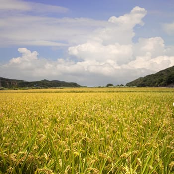 Beautiful paddy place for adv or others purpose use
