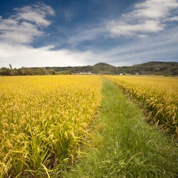 Beautiful paddy place for adv or others purpose use