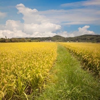 Beautiful paddy place for adv or others purpose use