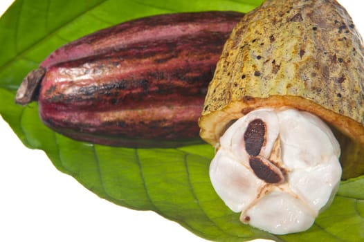 fruit of the cocoa tree on white background
