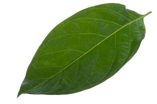 morinda citrifolia leaf on white background