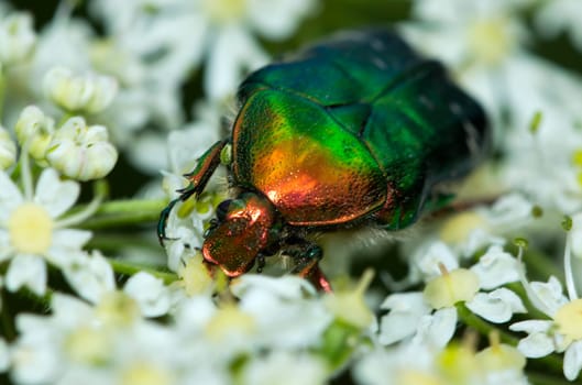 Rose beetle bathes in the sea of flowers