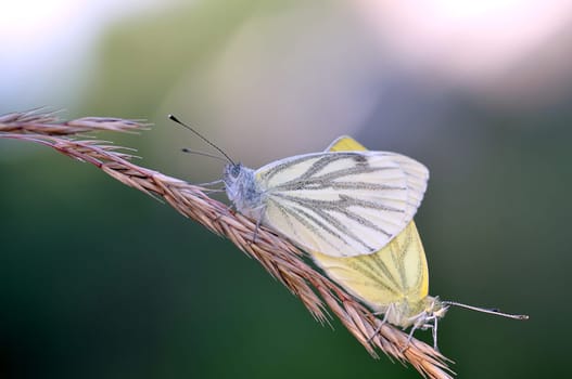 Cabbage whites