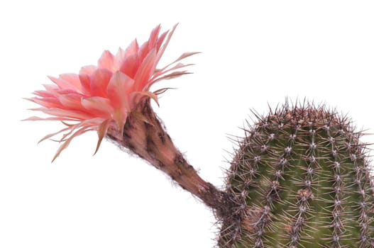 Echinopsis cactus with spines does orange bloom