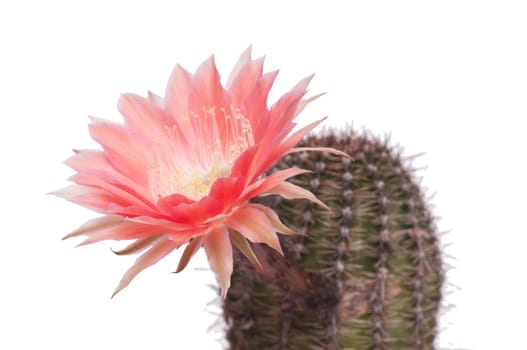 Close-up of a green thorny cactus