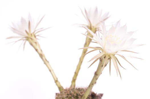 Three white cactus flowers of an Echinopsis
