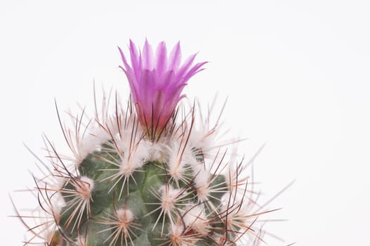 Green woolly cactus Gymnocactus with violet flower