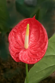 Nature's beauty in glossy, green and red foliage on display