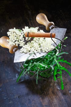 Elder flowering still life on rustic wooden background