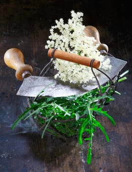 Wire basket with old chopping knife and different plants, like elder and rucola