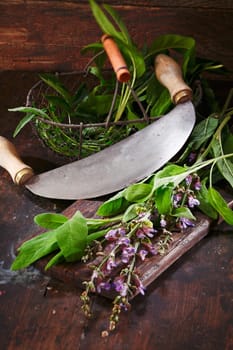 Preparation of sage for cooking with fresh leaves and flowers lying on a wooden table top alongside a rocking blade or knife for chopping