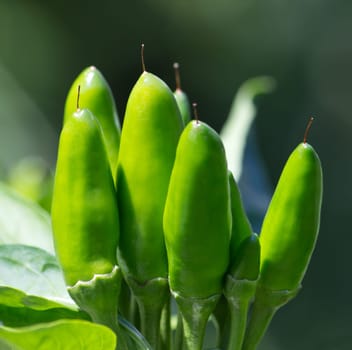 chili picante a mazetti