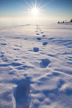 Tracks in the snow