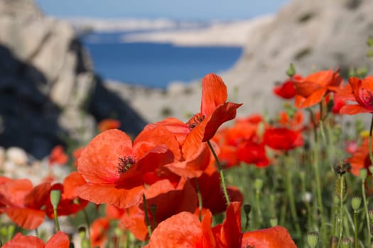 Poppy Field