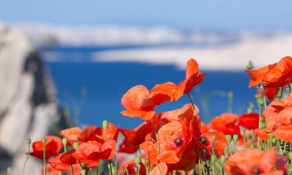 Poppy Field