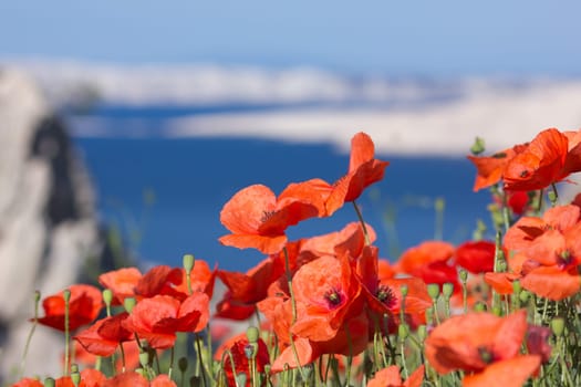 Poppy Field