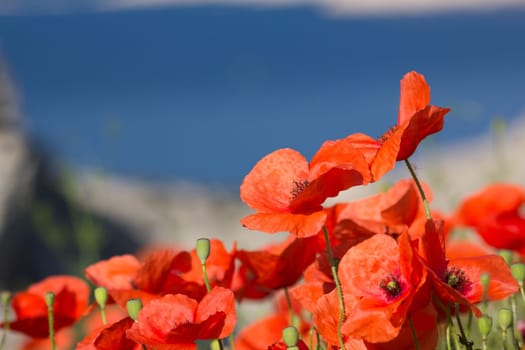 Poppy Field
