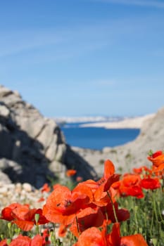 Poppy Field