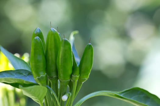 chili picante a mazetti