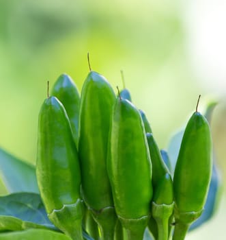 chili picante a mazetti
