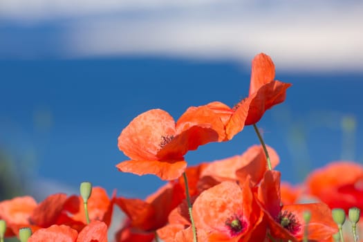 Poppy Field