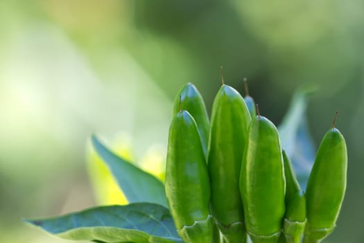 chili picante a mazetti