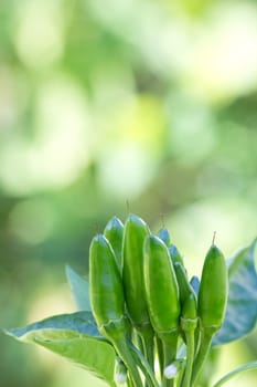 chili picante a mazetti