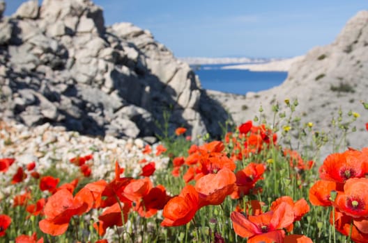Poppy Field