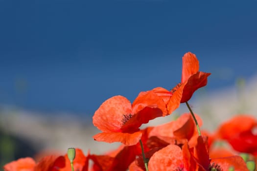 Poppy Field
