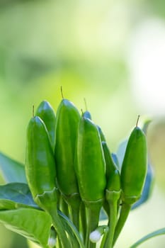 chili picante a mazetti