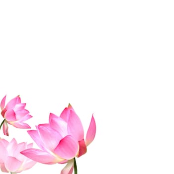 Lotus with nice background for adv or others purpose use