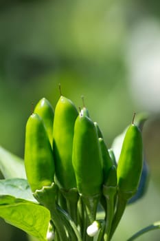 chili picante a mazetti