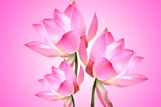 Lotus with nice background for adv or others purpose use