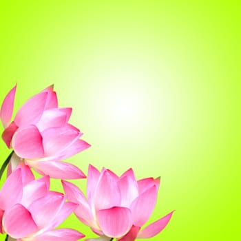 Lotus with nice background for adv or others purpose use
