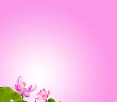 Lotus with nice background for adv or others purpose use