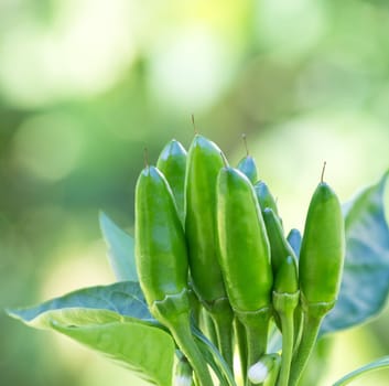 chili picante a mazetti