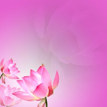Lotus with nice background for adv or others purpose use