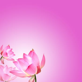 Lotus with nice background for adv or others purpose use